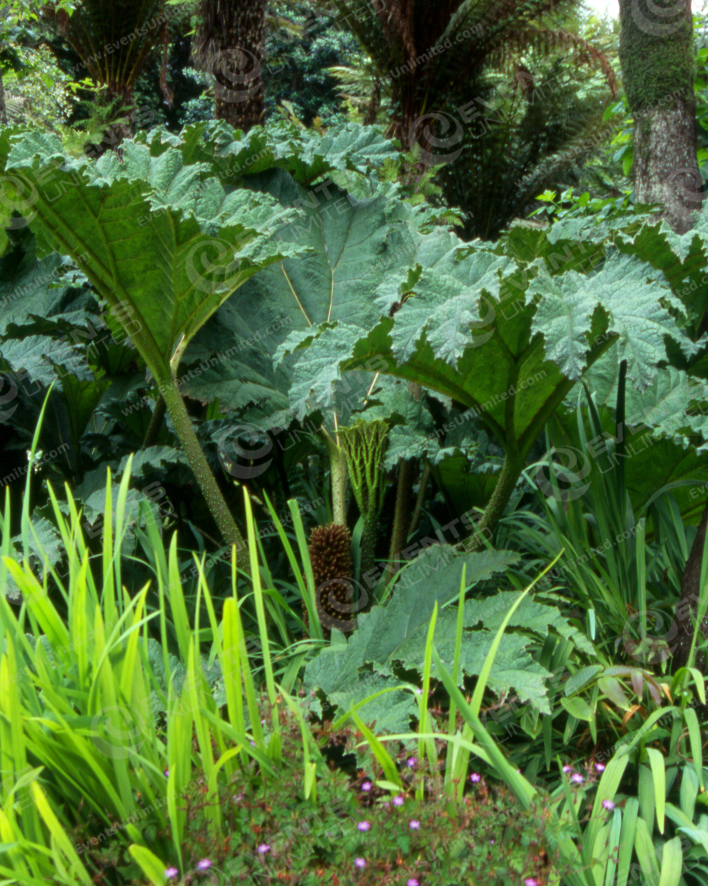 Jungle Green screen - Events Unlimited