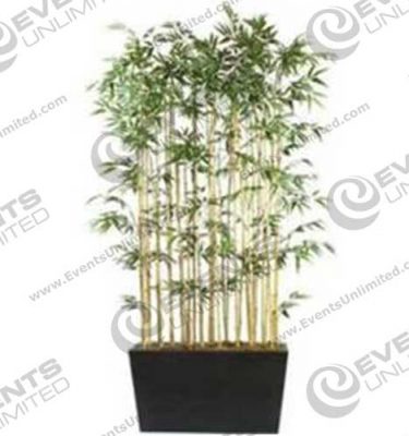 Bamboo Shrubs